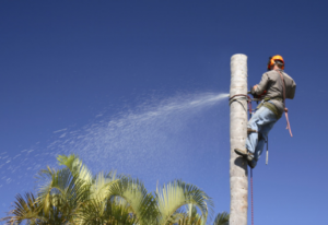palm tree extraction