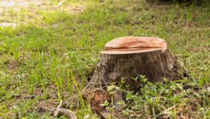 removing tree stump adelaide